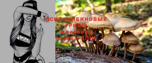 прущие грибы Армянск
